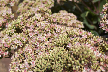 Fototapeta premium Hylotelephium 'Matrona'