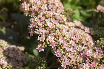 Hylotelephium 'Matrona'