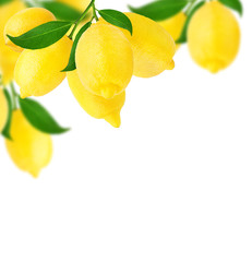 Fresh lemon isolated on the branch on white background with clipping path