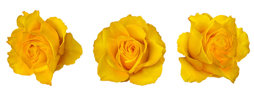 Fresh beautiful yellow rose isolated on white background with clipping path