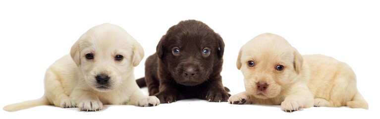small labrador puppy on white background