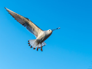 Möve fliegend, vor blauem Himmel