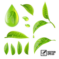 Realistic vector set of elements (tea leaves and dew drops or oil)
