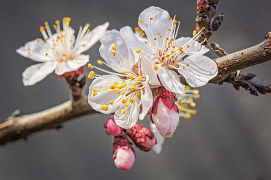 Flowering branch of apricot-tree in a spring garden, macro