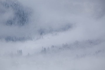 Obraz na płótnie Canvas snowy fir trees in fog - winter in the mountains