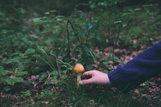 Boy's hand picking up mushroom in forest