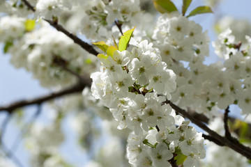 cherry tree