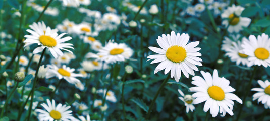 Daisy flowers. Summer meadow. Selective focus