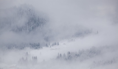 Obraz na płótnie Canvas snowy fir trees in fog - winter in the mountains