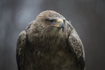 Golden Eagle