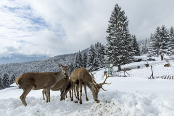 Obraz na płótnie Canvas Hirsch und Reh im Winter Tirol