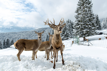 Hirsch und Reh im Winter Tirol