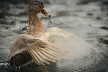 ducks bang their wings on the water in the rutting season