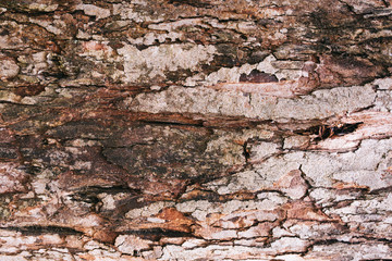 Tree texture with the art of mother nature.