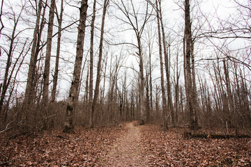 Hiking trail through the woods during winter, near Fayetteville, Arkansas