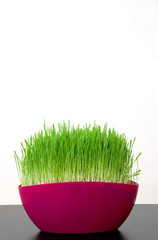 pink pot with green grass in room