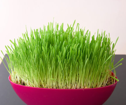 pink pot with green grass in room