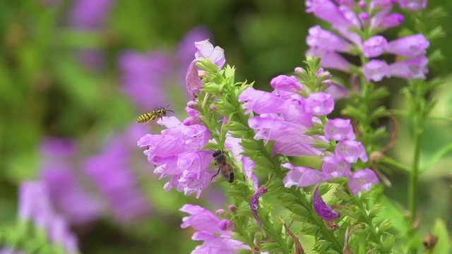 Bee Landing On Flowers - Two Bees Flying