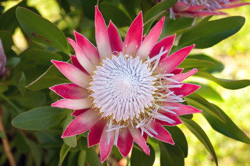 the king protea