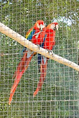 Two beautiful red parrots in a cage