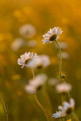 Flowers in a meadow at springtime