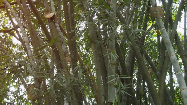 Giant Bamboo in Wilderness Area in Sri Lanka. 4k footage with sound