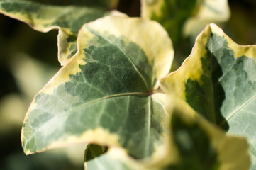 Leaf