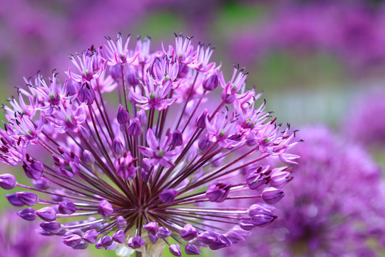 Persian onion flowers. Purple floral landscape. Close-up picture. Awesome floral composition for banners, posters and other design projects.