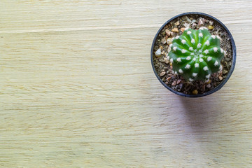 Fototapeta na wymiar Cactus pots on wood table