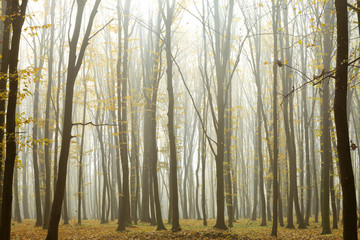 foggy autumn forest