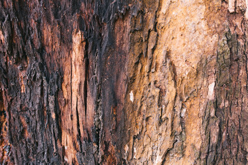 Tree texture with the art of mother nature.