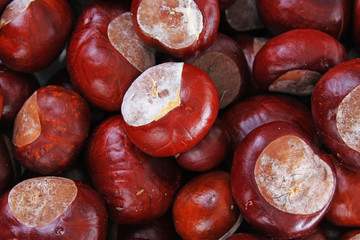 Brown wild chestnuts. Chestnut closeup pattern texture as background. Macro photo