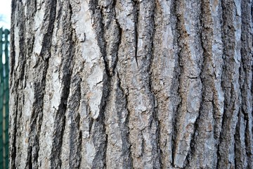 Tree Bark