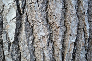 Tree Bark