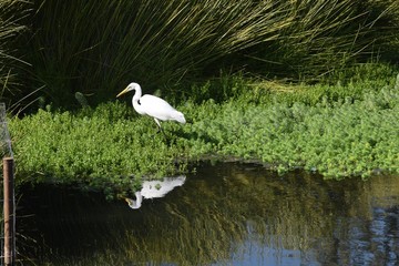 White Egret