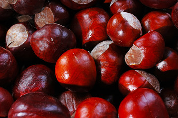 Brown wild chestnuts. Chestnut closeup pattern texture as background. Macro photo