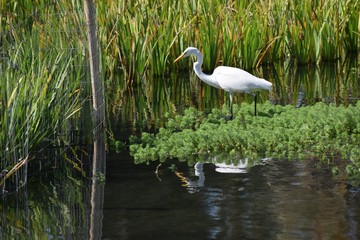 White Egret