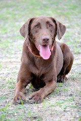 Copper
