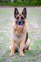 Merlin