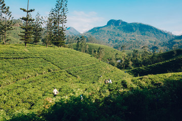 Tea plantation in Sri Lanka.