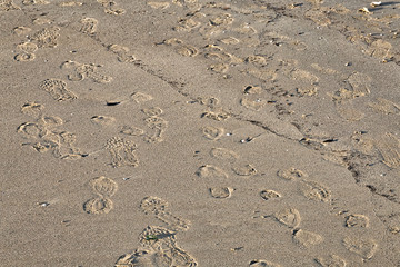 Footprints on the Sand