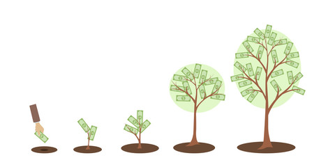 Fototapeta premium Money tree growth.