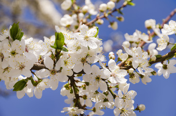 beautiful spring flowering fruit tree