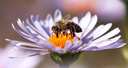 detail of honeybee sitting on the violet flower - obrazy, fototapety, plakaty