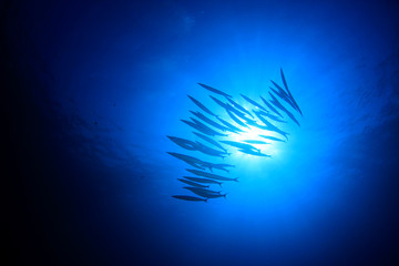 Fototapeta na wymiar Barracuda fish in ocean