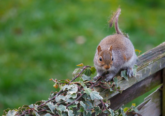 Grey squirrel on fence