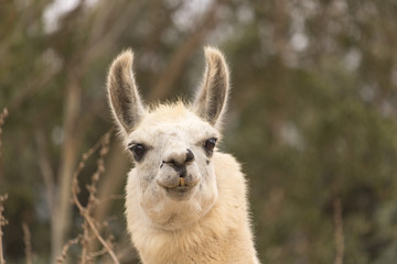 Obraz premium Humorous alert head shot of white smiling llama, alpaca has smile with teeth showing, ears up, kind eyes