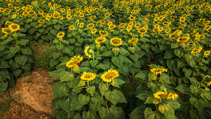 field of bloooming  , landscape of Sunflower Farm