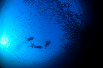 Scuba divers barracuda fish in ocean