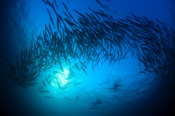 Fototapeta na wymiar Scuba divers barracuda fish in ocean